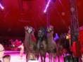/album/cirkus-orginal-berousek/a017-cirkus-berousek-jpg/